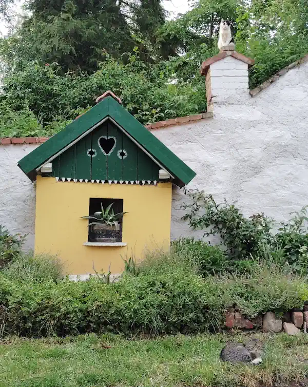Kočky