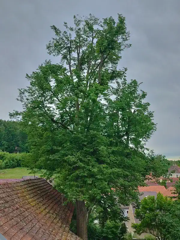 Památná lípa v areálu Centra